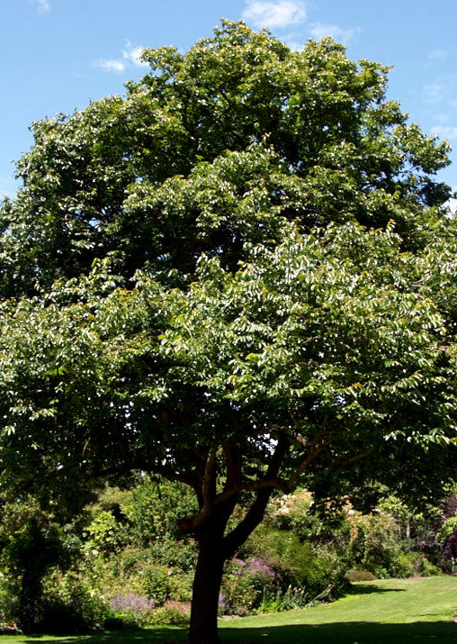 Large Date plum persimmon tree with green leaves in a park setting. (Diospyros lotus)