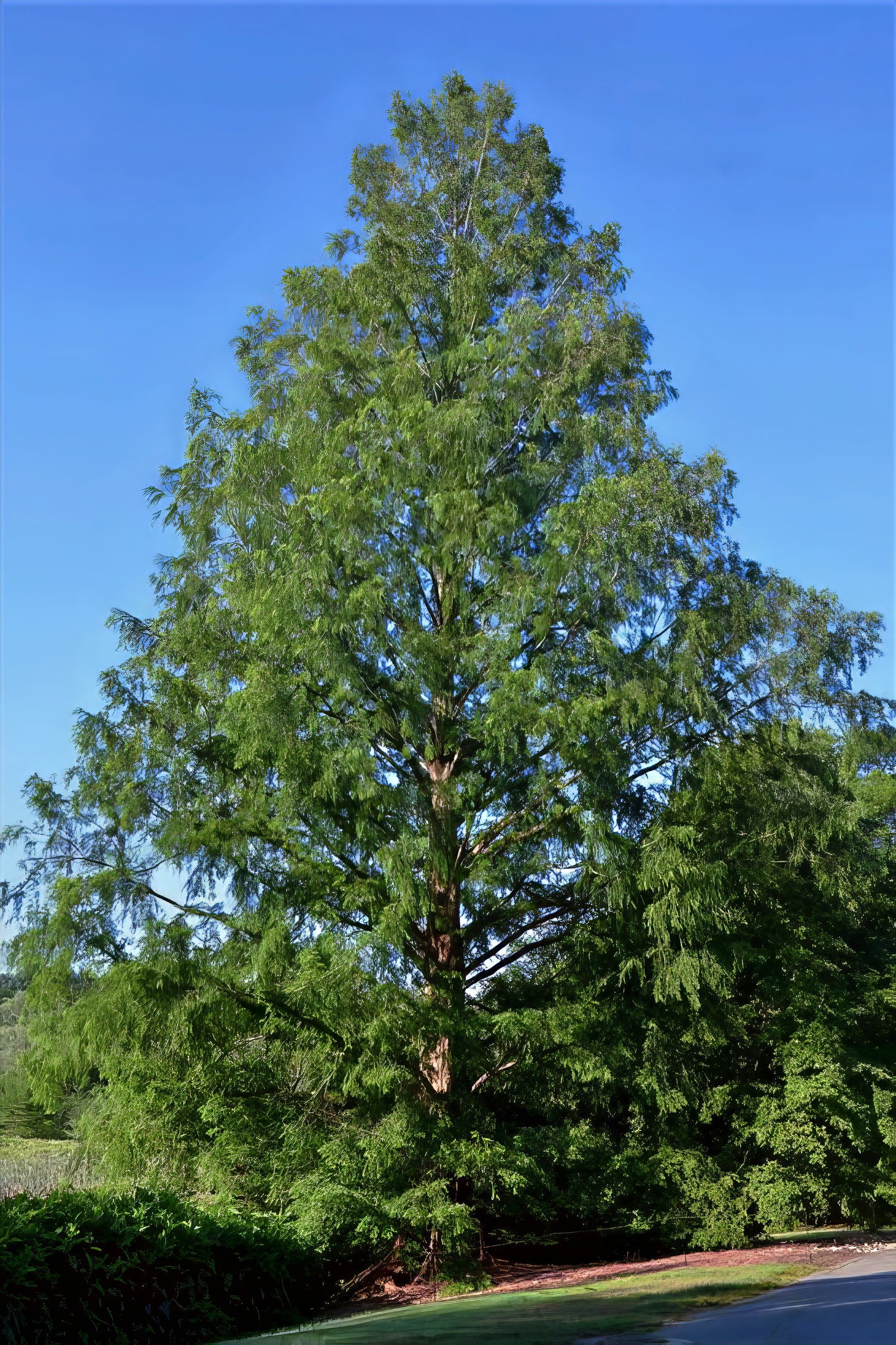 Tall dawn redwood tree with green leaves against a clear blue sky 
