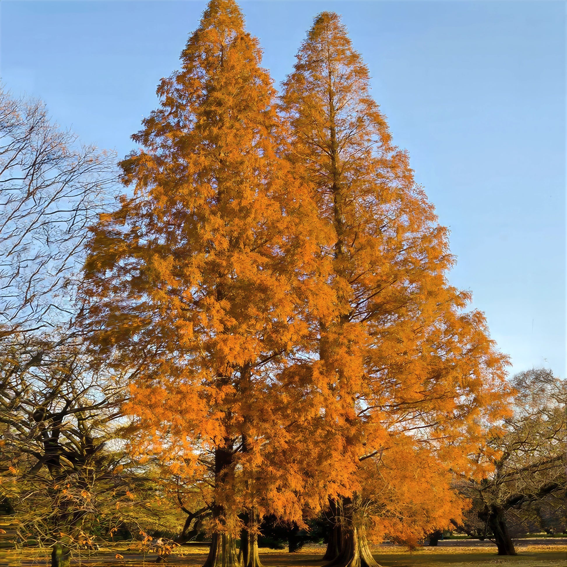 Two tall Dawn Redwood trees with orange autumn foliage against a clear blue sky.