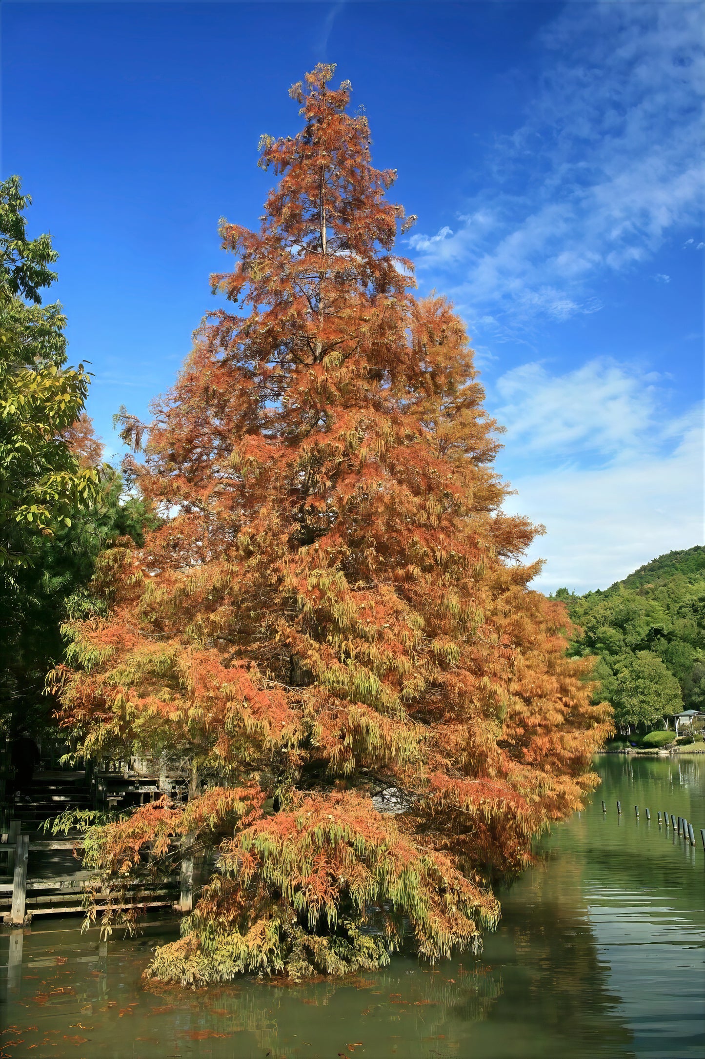 Autumnal Dawn Redwood tree with orange leaves by a body of water under a blue sky.