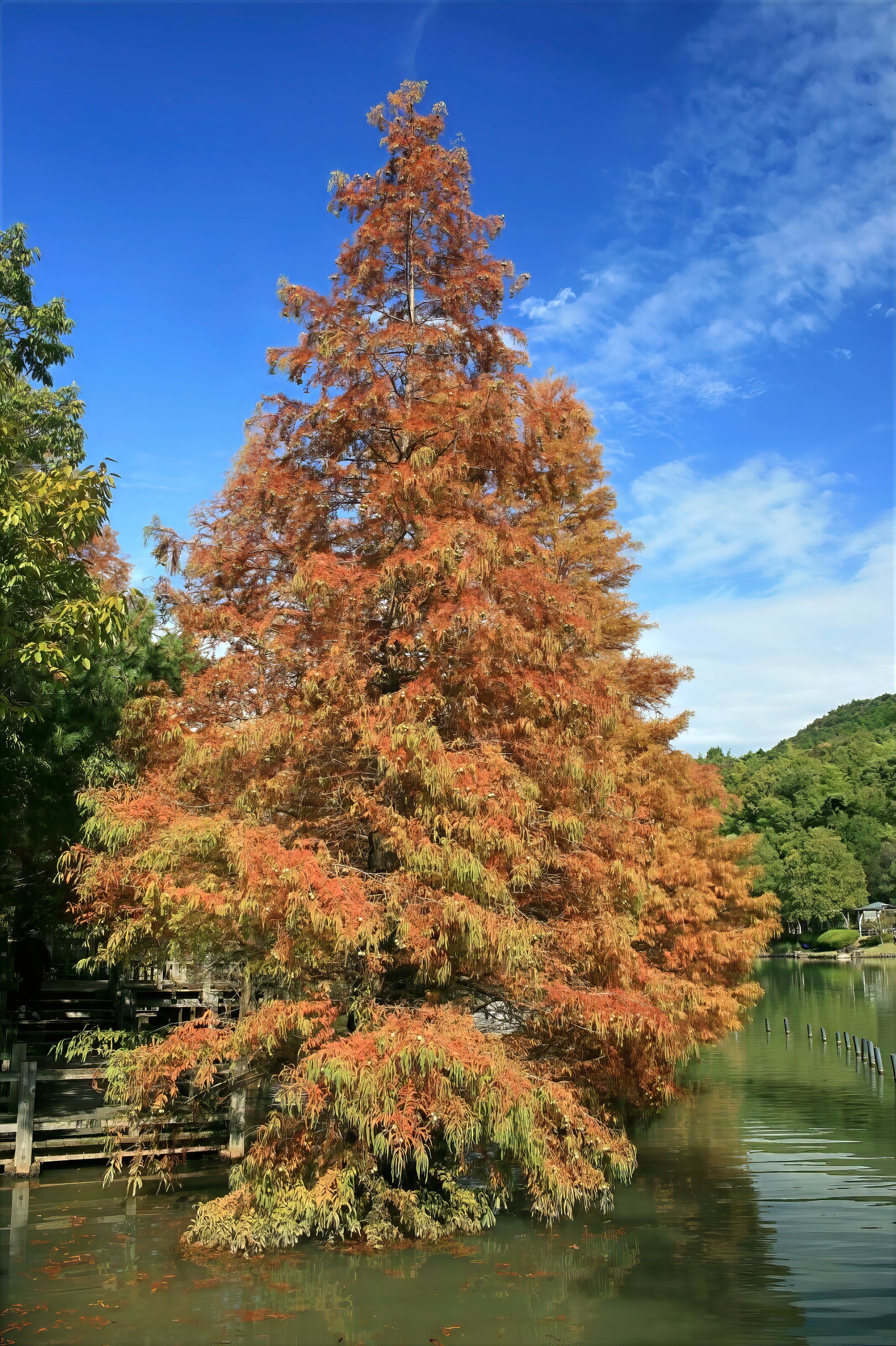 Autumnal Dawn Redwood tree with orange leaves by a body of water under a blue sky.