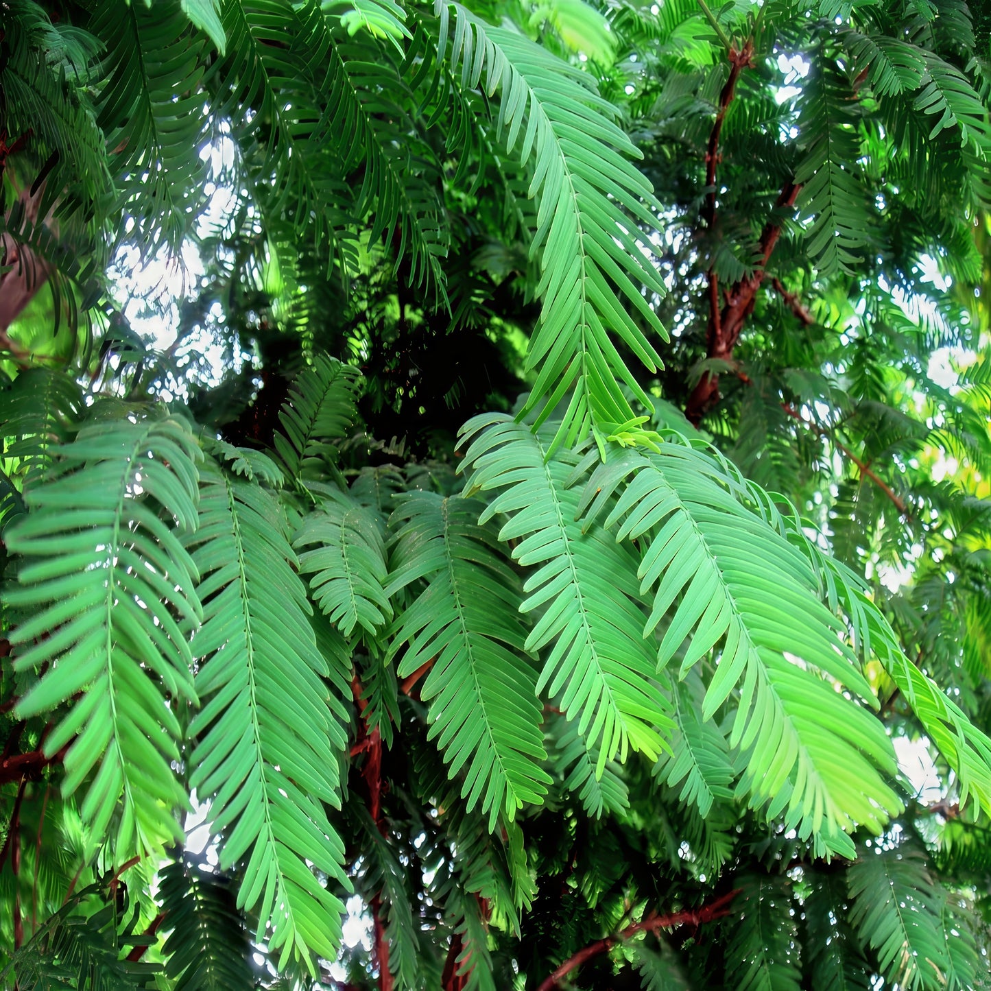 Close-up of Dawn Redwood green leaves with a blurred background