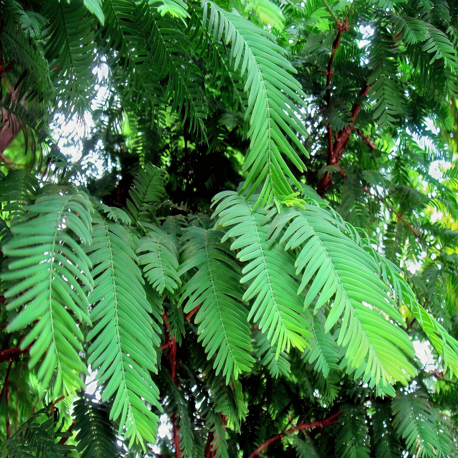 Close-up of Dawn Redwood green leaves with a blurred background