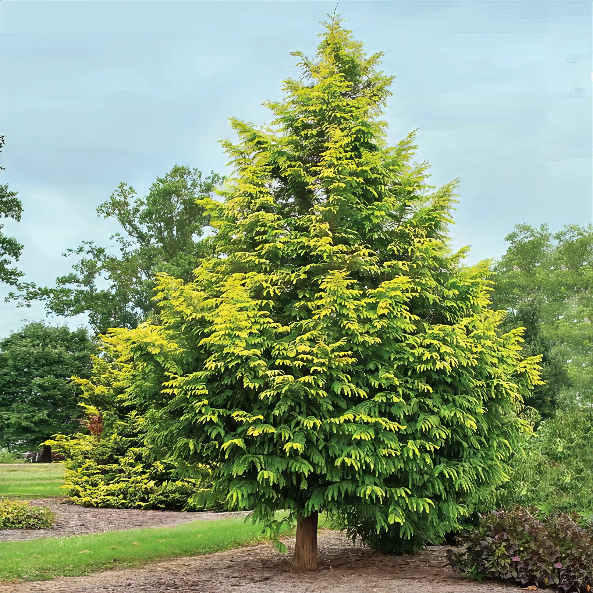 Tall green Dawn Redwood tree in a park setting with other trees and grass in the background