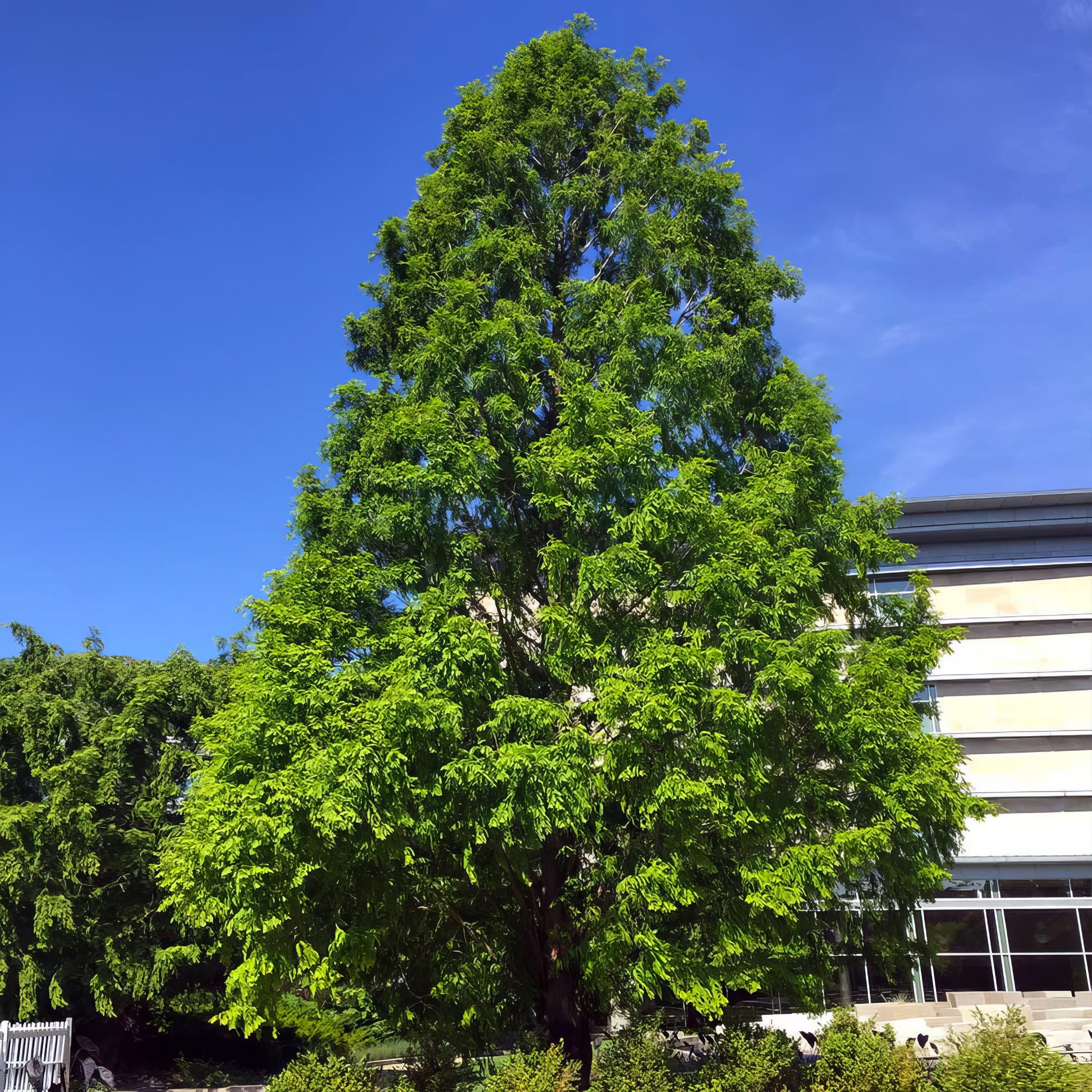 Tall green Dawn Redwood tree in front of a building with a clear blue sky