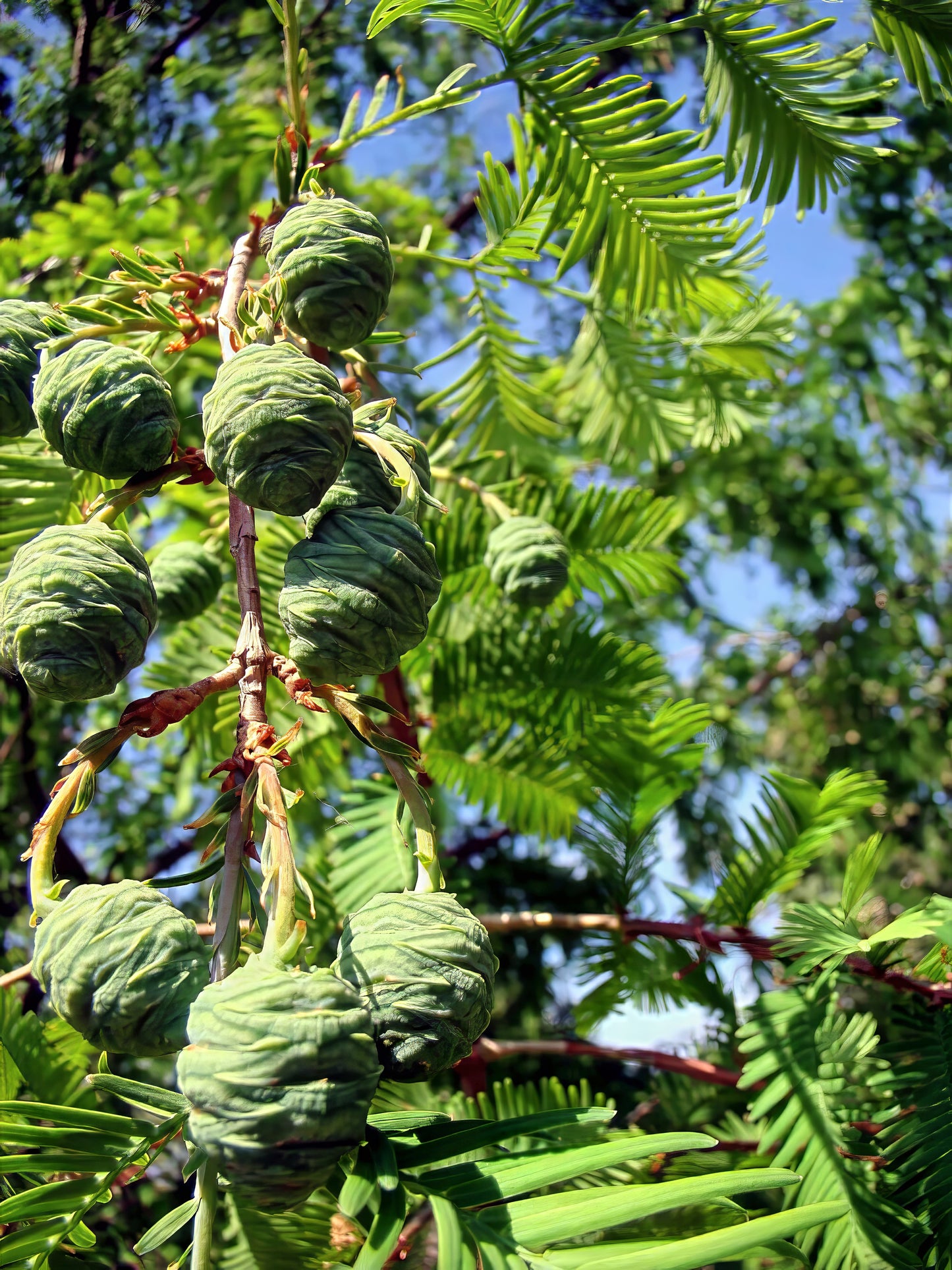Green cones on a Dawn Redwood tree branch with a blurred natural background