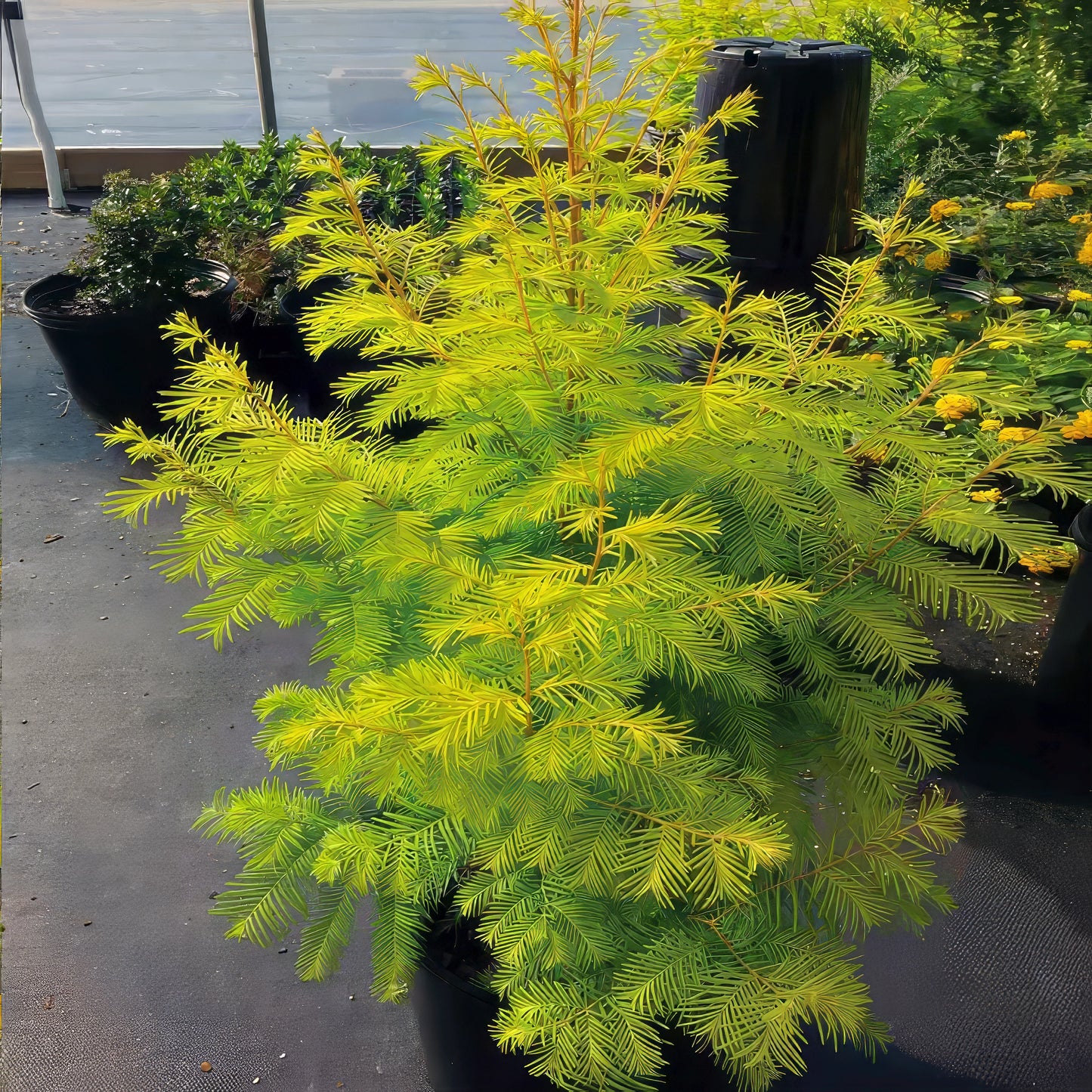 Potted Dawn Redwood conifer with bright green needles on a concrete surface.
