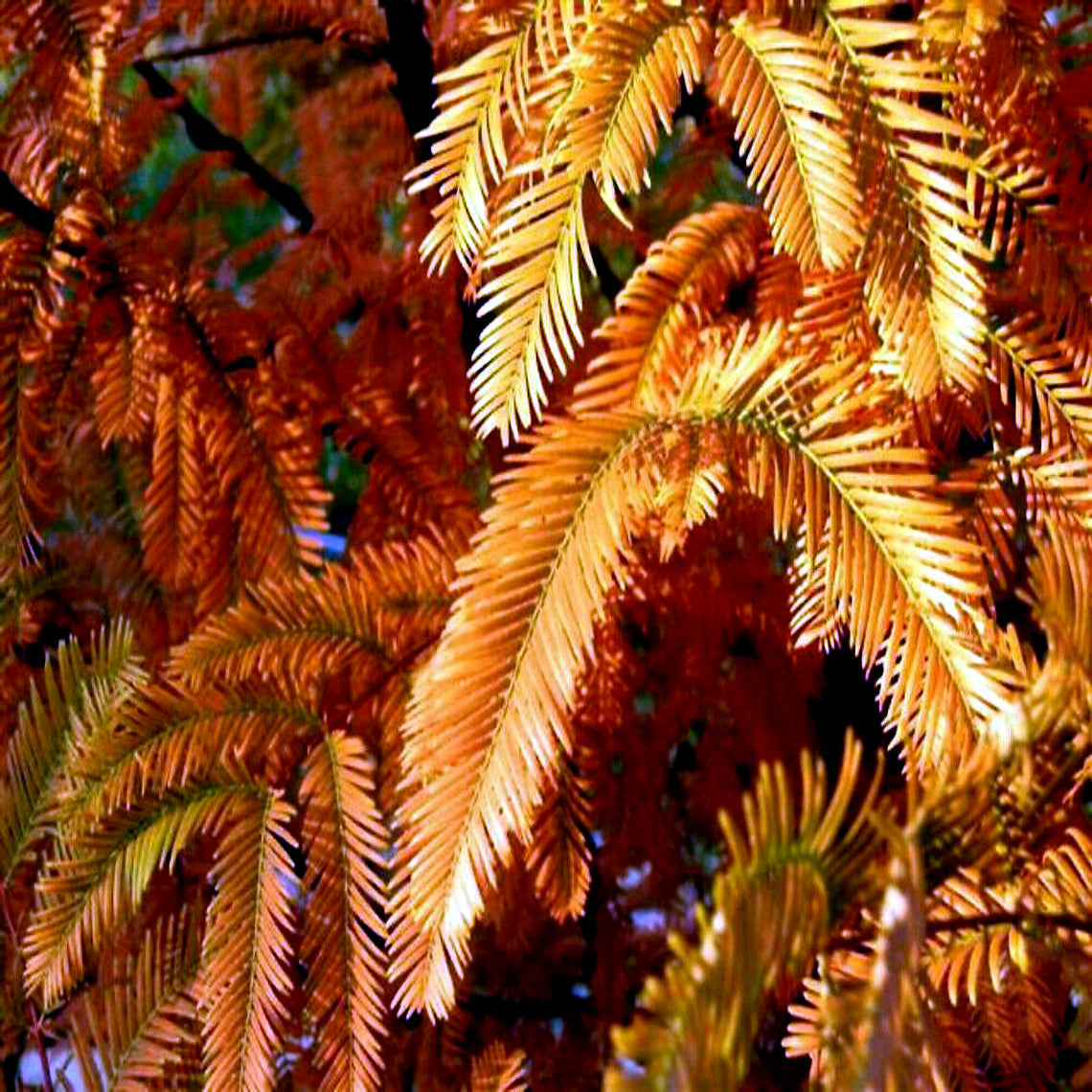 Close-up of dawn redwood trees vibrant fall colored orange and yellow leaves with a blurred background 