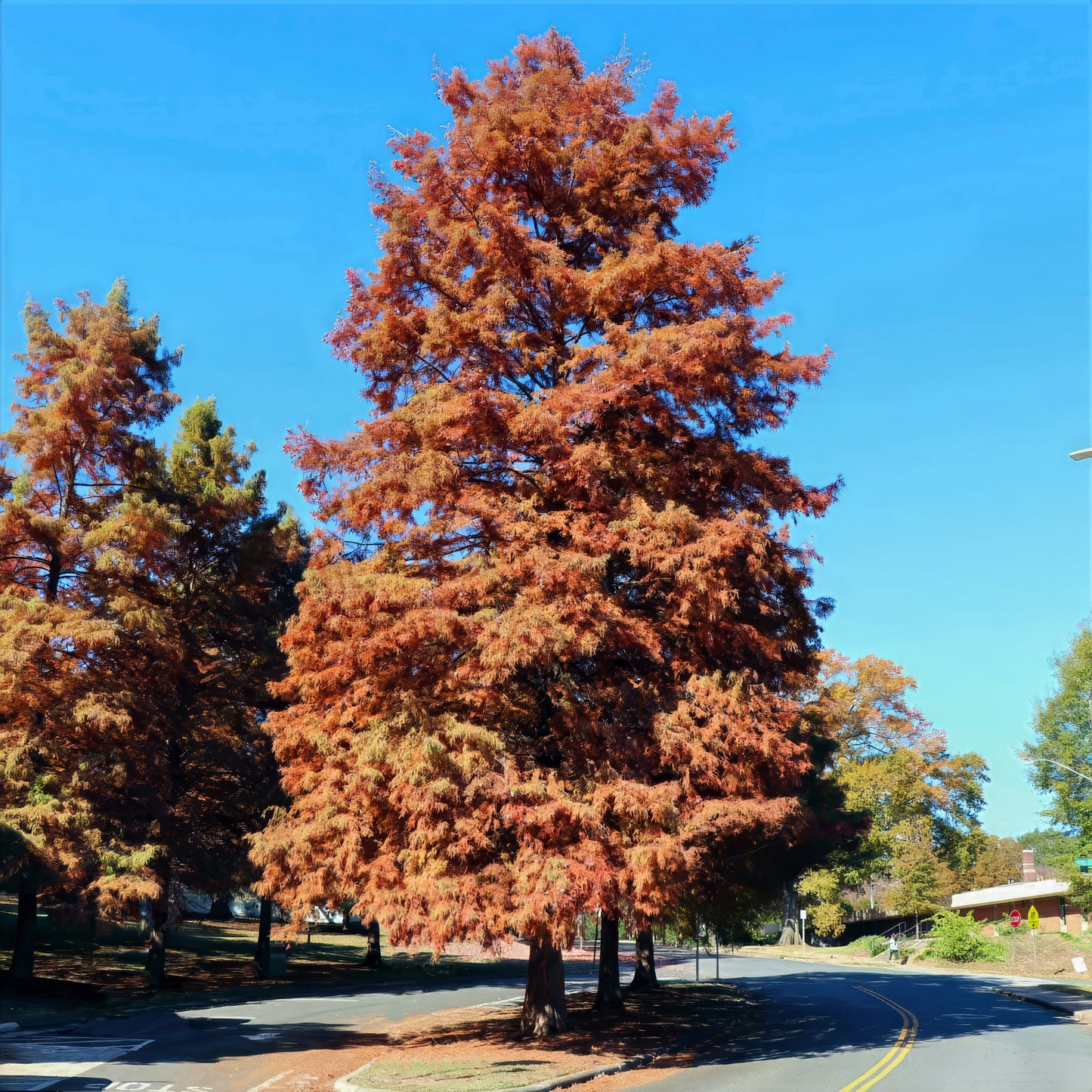 Tall Dawn Redwood tree with autumn foliage on a clear day