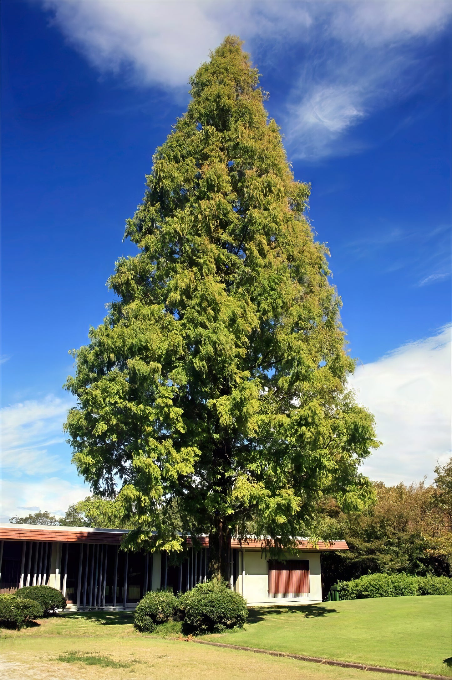 Tall green Dawn Redwood tree in front of a building with a blue sky and clouds.