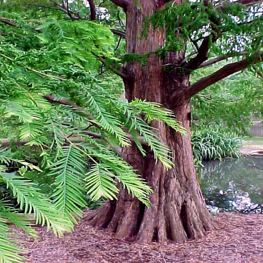 Large Dawn Redwood (Metasequoia glyptostroboides) tree with a thick trunk and spreading branches in a natural setting