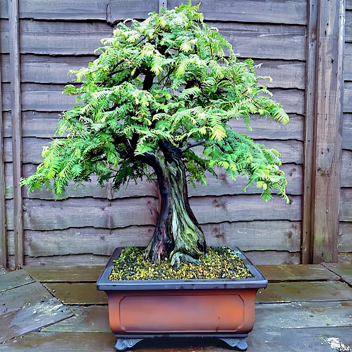 Dawn Redwood Bonsai tree in a pot against a wooden fence