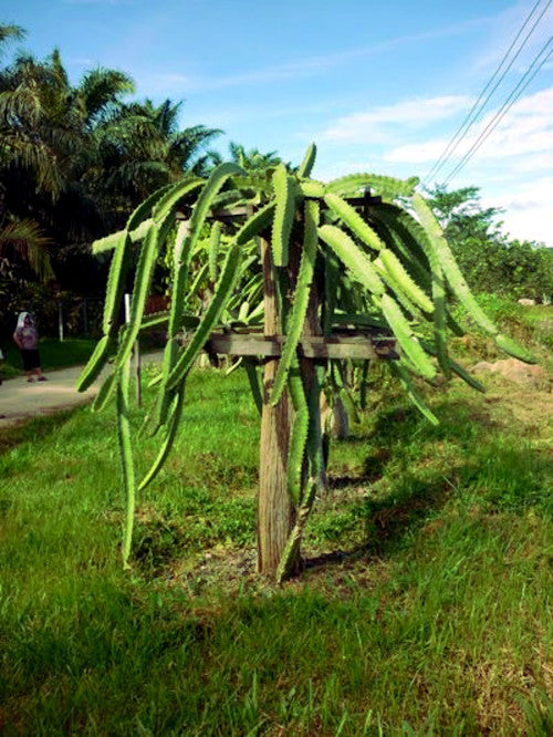 White dragon fruit tree on pole trellis system in tropical green field. (Hylocereus undatus)