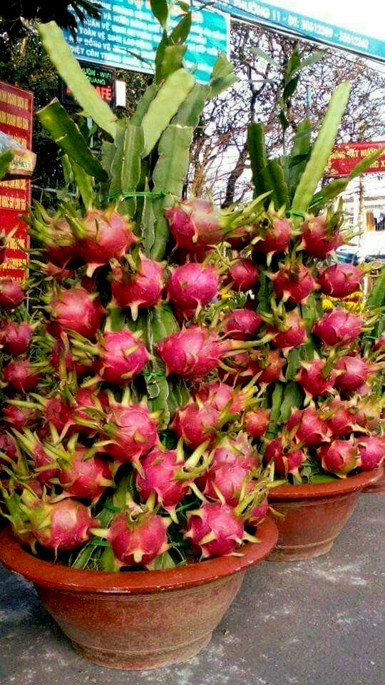 White Dragon fruit bonsai plants in containers full of red skin fruits. 