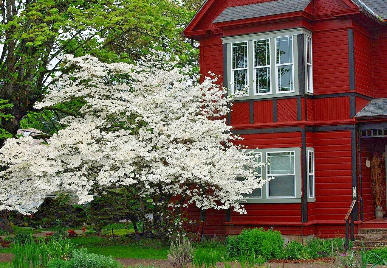 American white dogwood tree landscape in front of red house. (Cornus florida)
