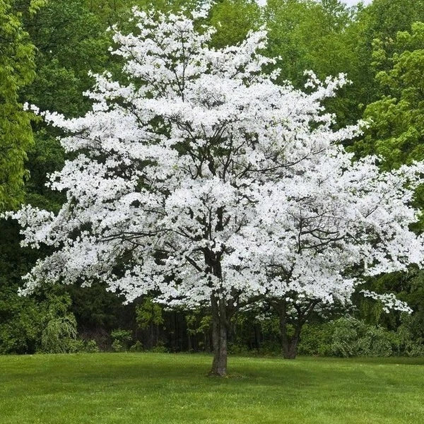 American white dogwood tree blooming in yard with trees in background.