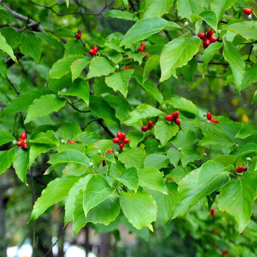 American white dogwood tree with green leaves and red berries. 