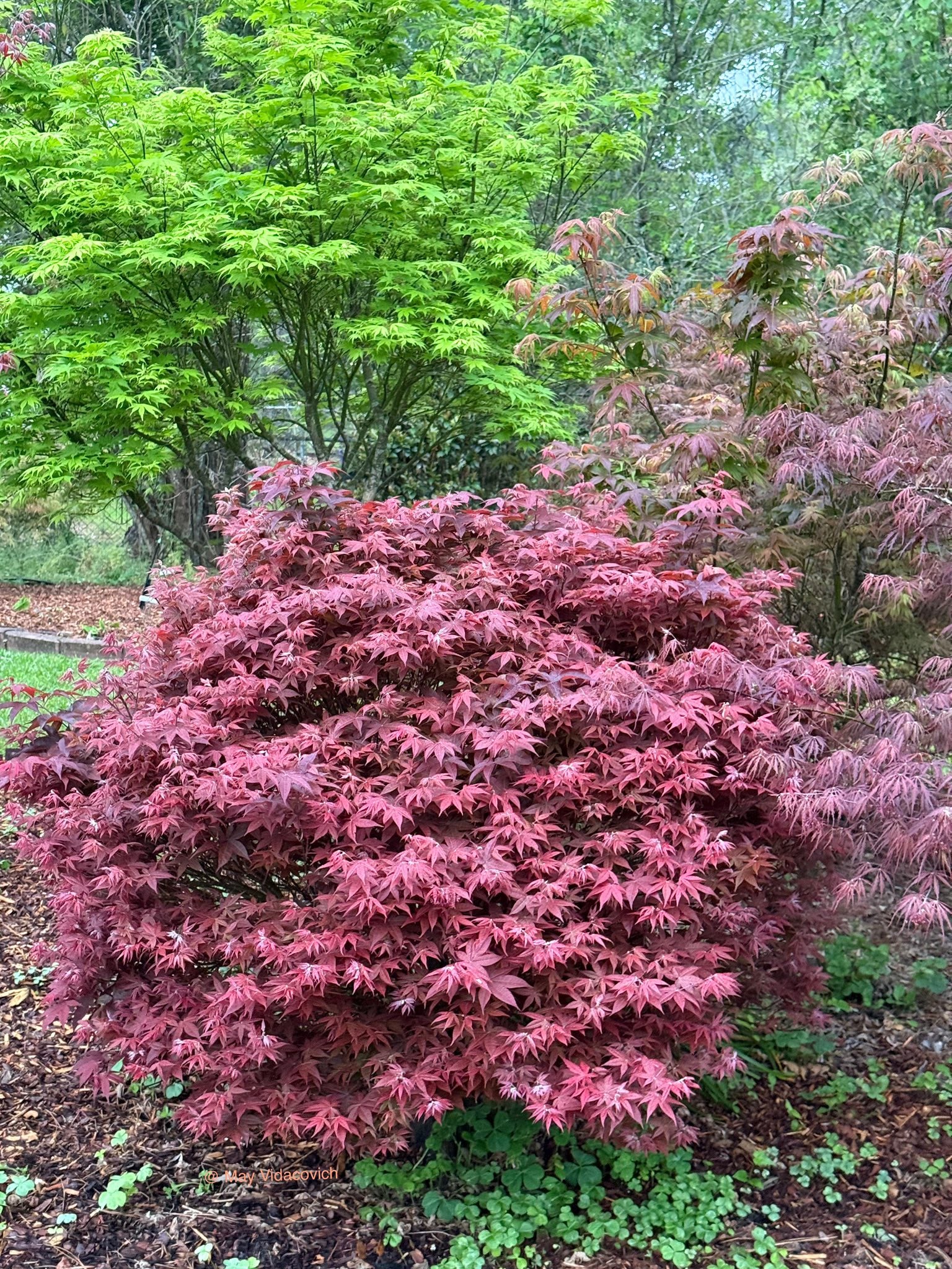 Red-leaved Dwarf Japanese Red Linear Leaf Maple tree in a garden setting with green trees in the background