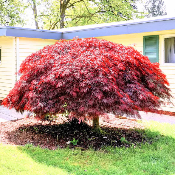 Red-leaved Dwarf Japanese Red Linear Leaf Maple tree in a garden with a house in the background. (Acer palmatum var. scolopendrifolium)