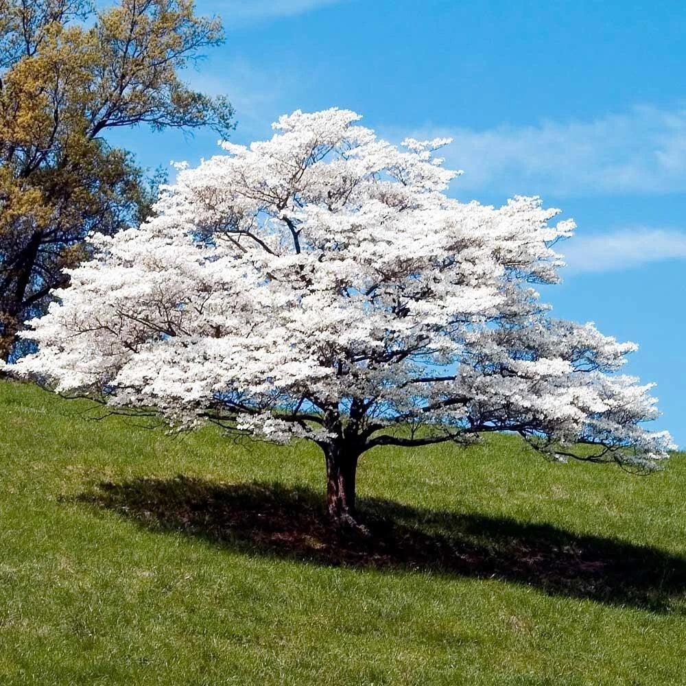 White American Dogwood tree with white flower blossoms in green field with blue sky background. (Cornus florida)