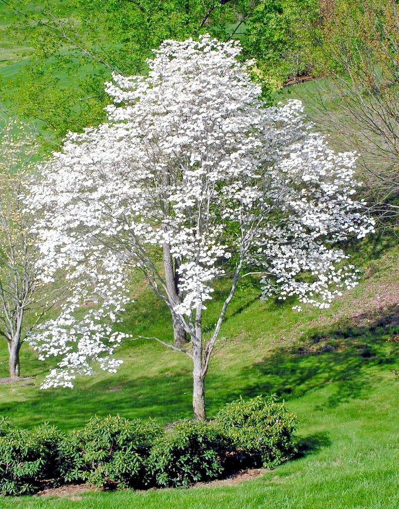 White dogwood tree in green grass landscape. 