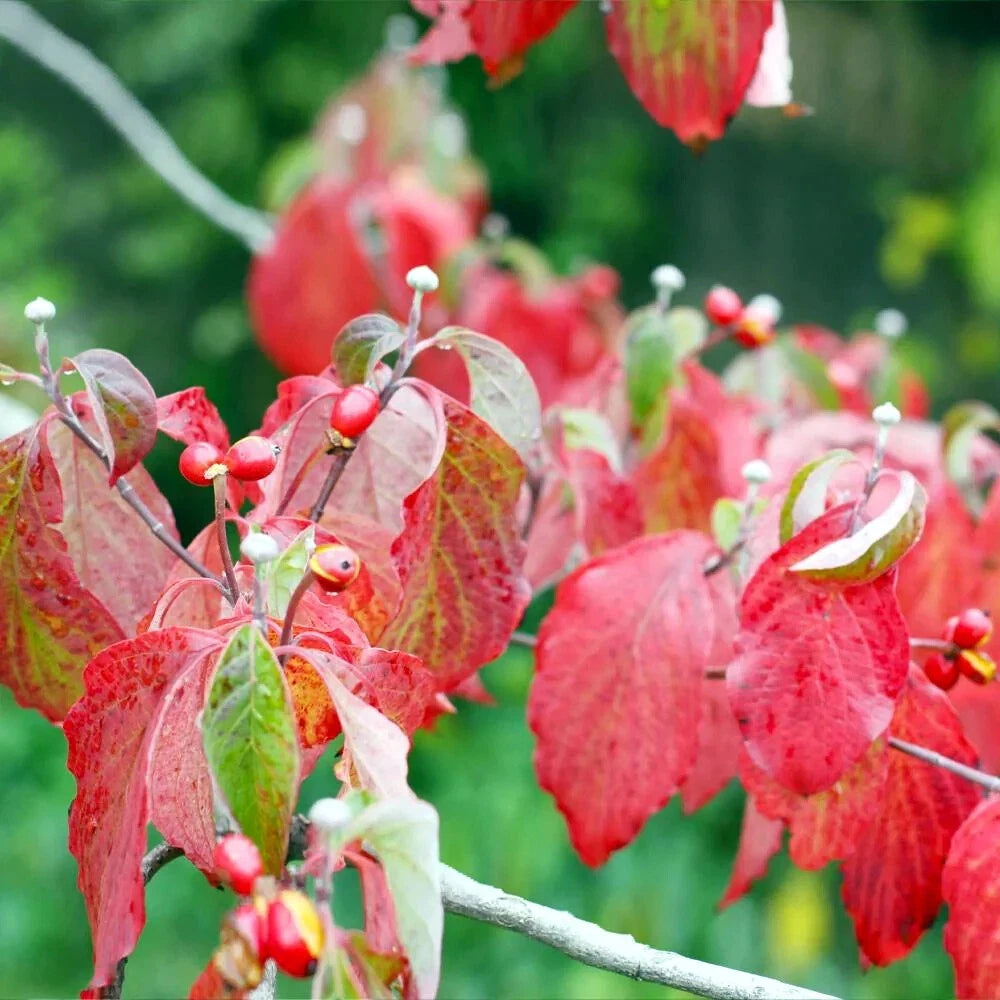 American dogwood tree red leaves showing autumn colors.