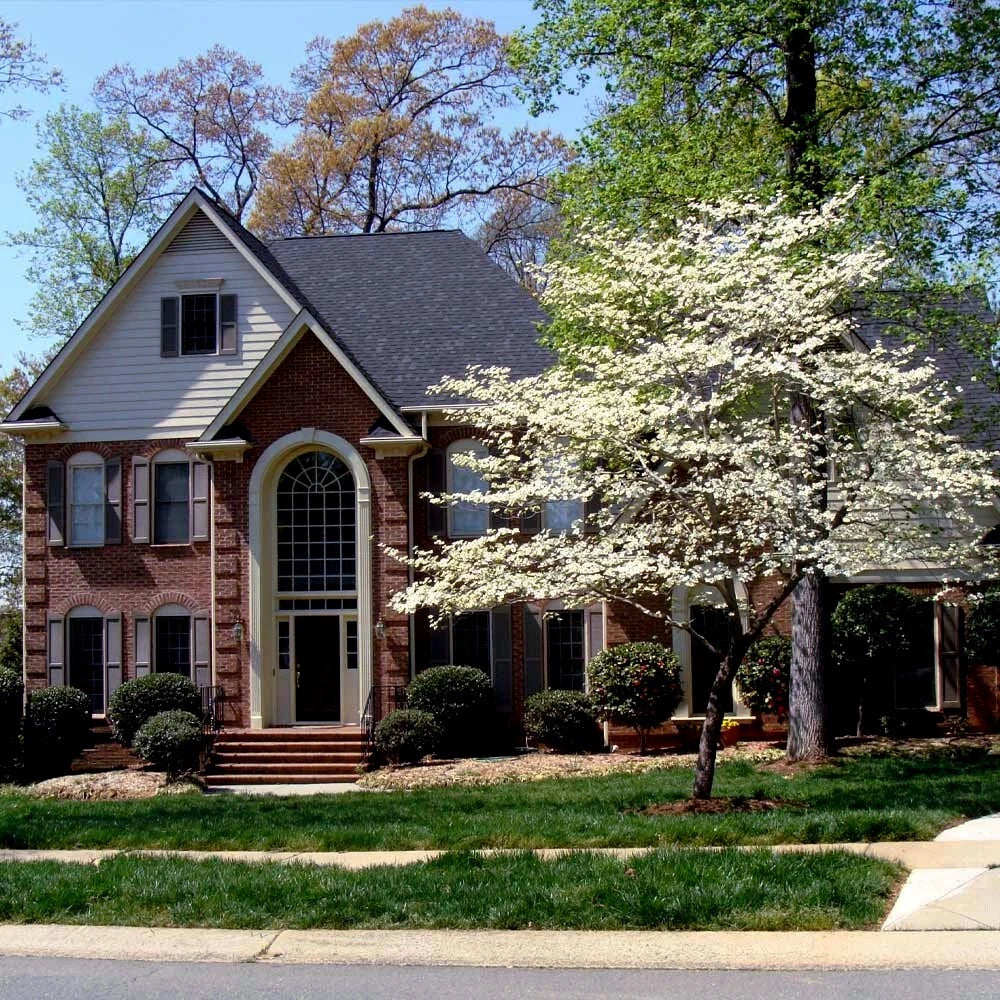 American white dogwood tree landscape in front of brick house. (Cornus florida)