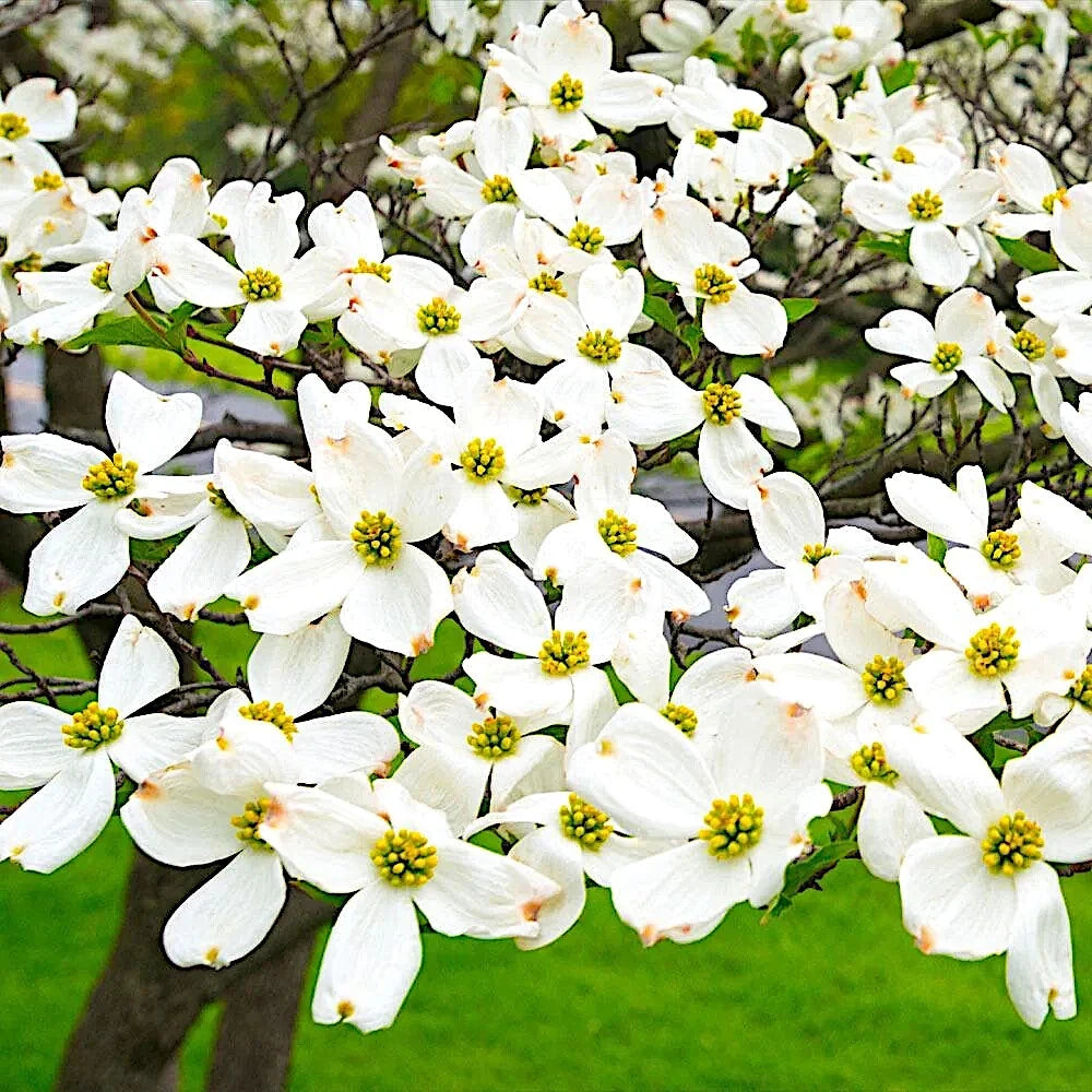 White dogwood tree flowers on a branch with green grass background. (Cornus florida)