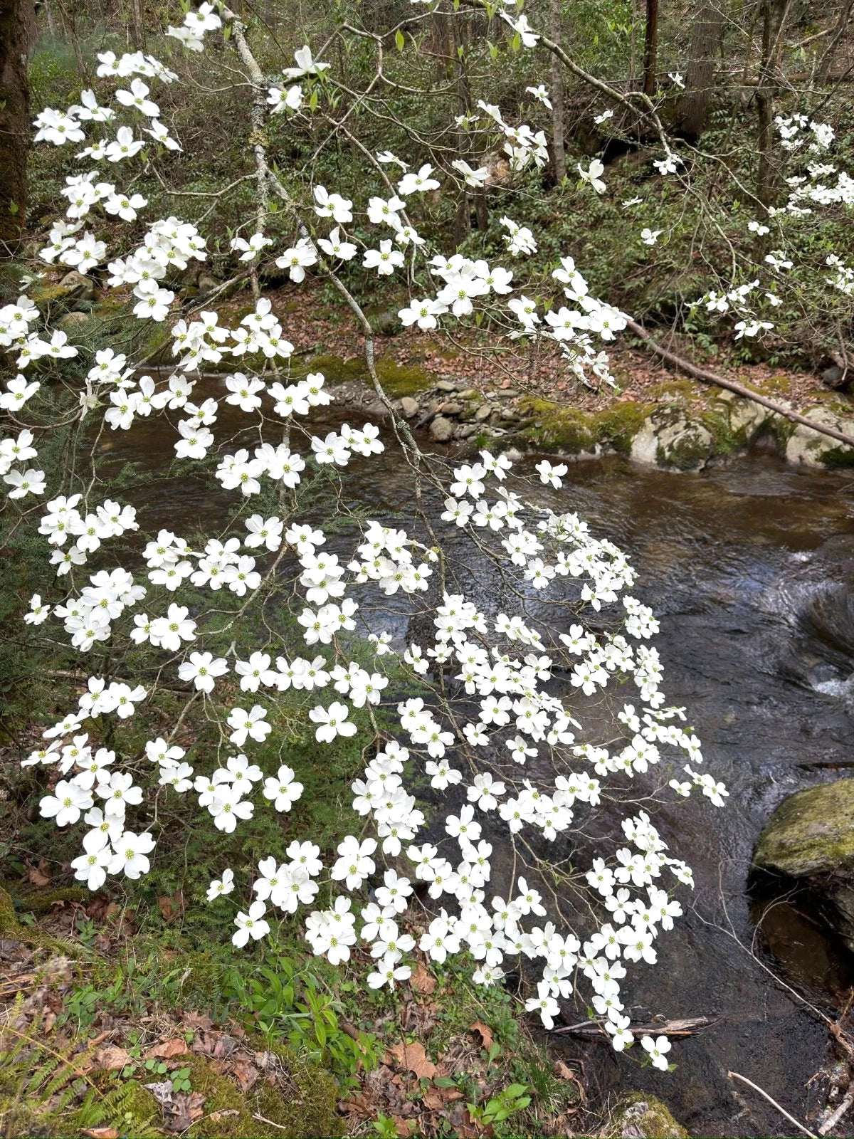 White American dogwood tree flowers hanging on a branch above creek. 