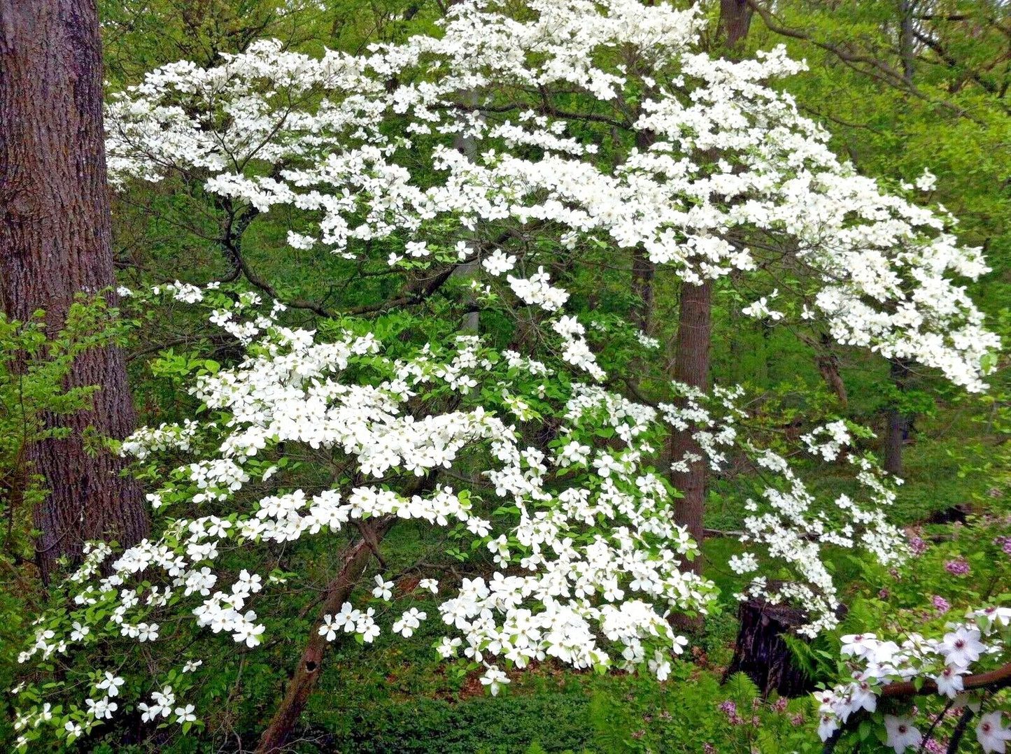 American white dogwood tree with white flowers blooming in forest background.