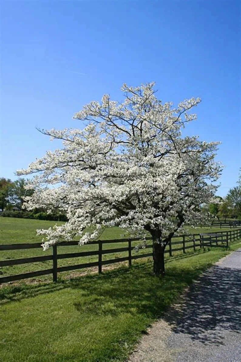 White dogwood tree with white flowers bordering fence and road landscape. 