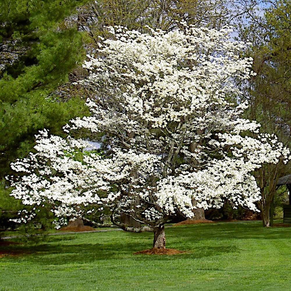 White dogwood tree in green yard landscape. 