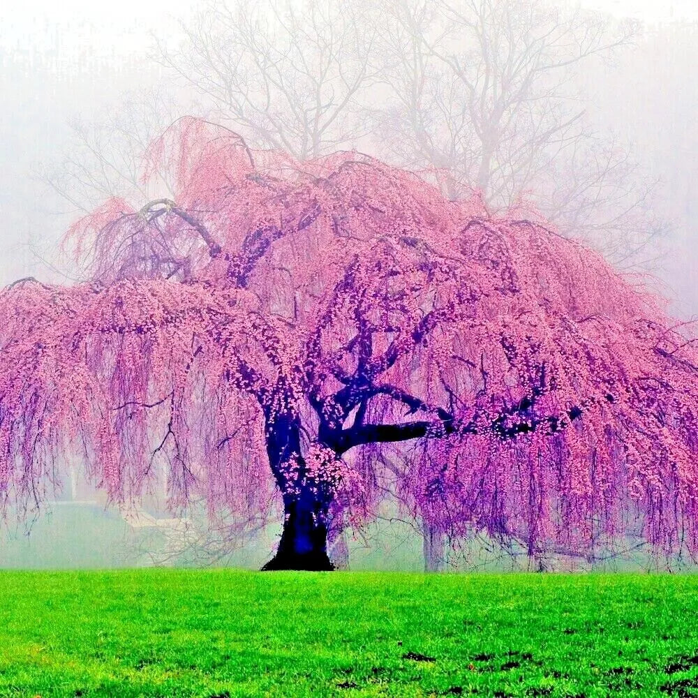 Japanese Weeping Sakura Cherry blossom tree's pink flowers with green grass and foggy background. (Prunus subhirtella var. pendula)