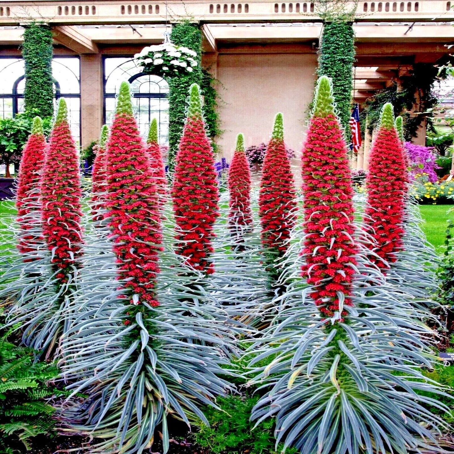 Tall red and green Tower of Jewels plants in a garden setting with a building in the background. (Echium wildpretii)