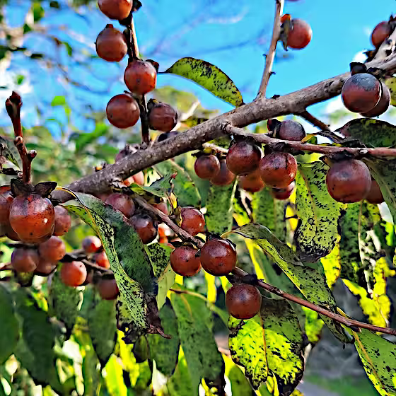 Ripe date plum fruits on a tree branch with green leaves against a blue sky. Italian Persimmon, (Diospyros lotus)