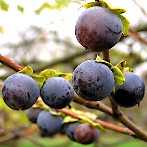 Close-up of purple date plum fruits on a branch with green leaves.