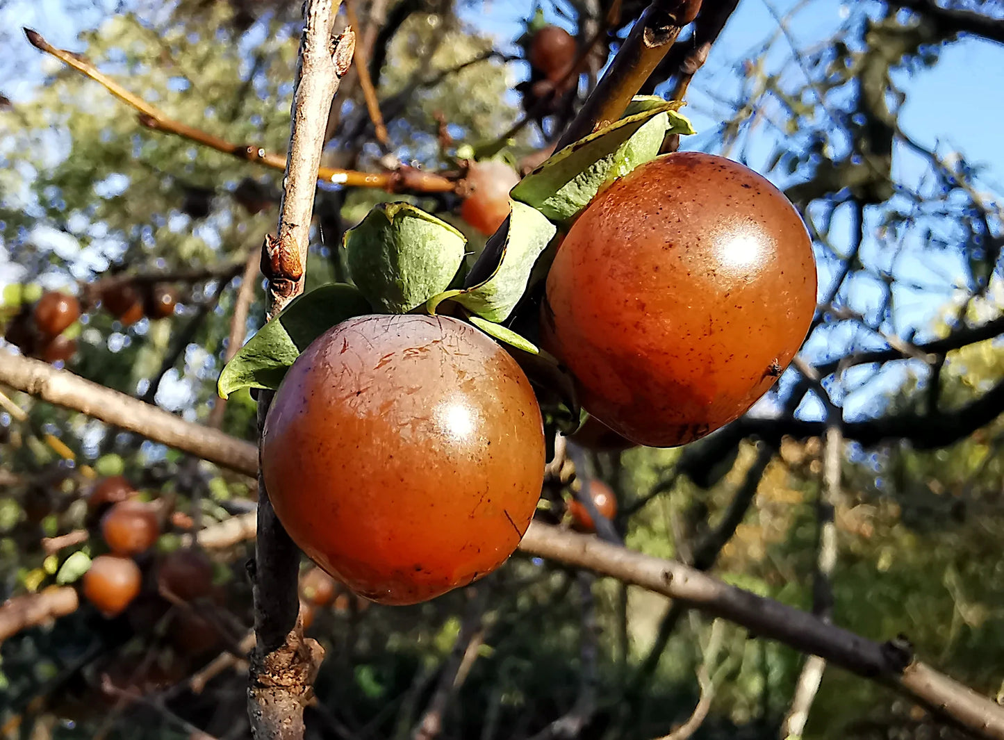 Two date plum persimmons hanging from a tree branch with a natural background.
