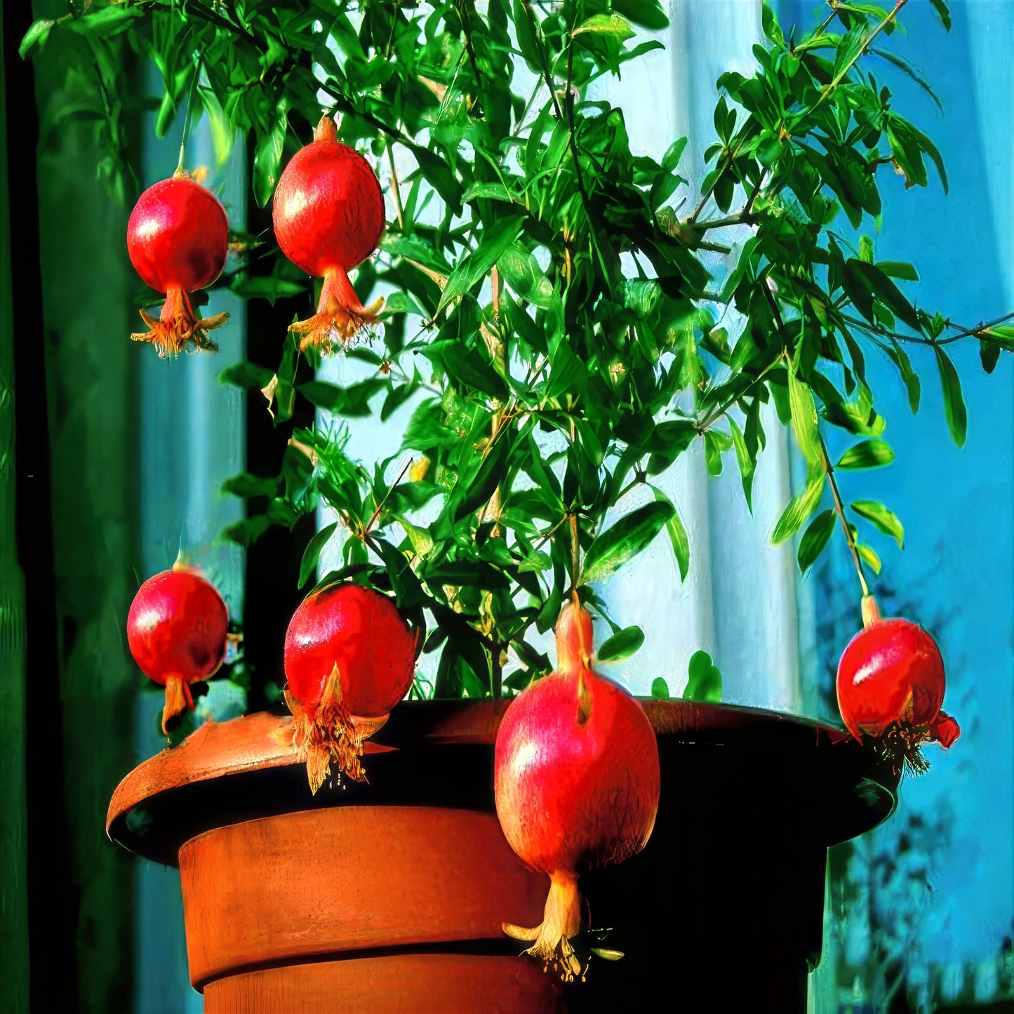 Potted dwarf pomegranate plant with hanging red pomegranates against a blurred background