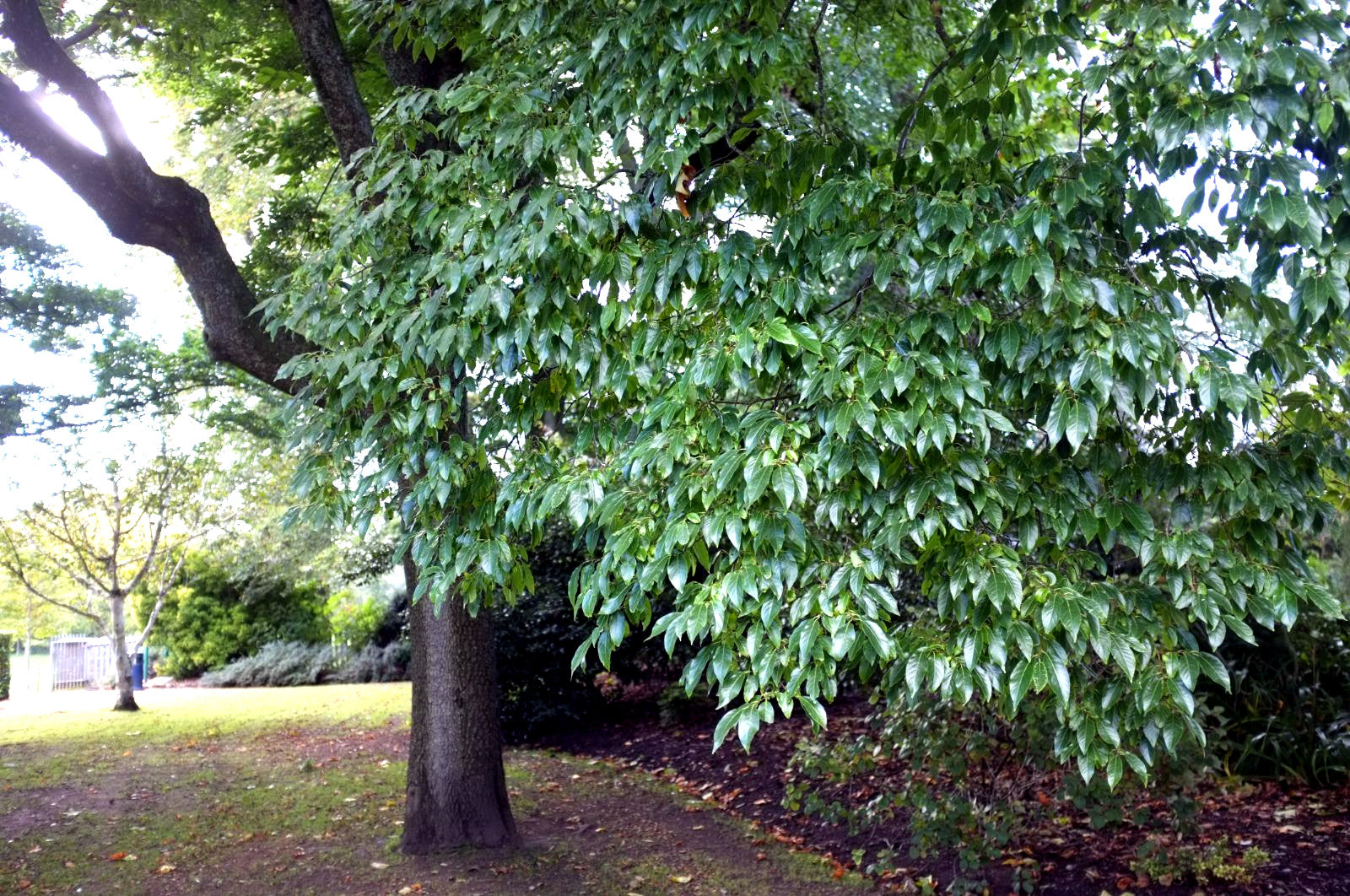 Large Date Plum persimmon tree with green leaves in a park setting. (Diospyros lotus)