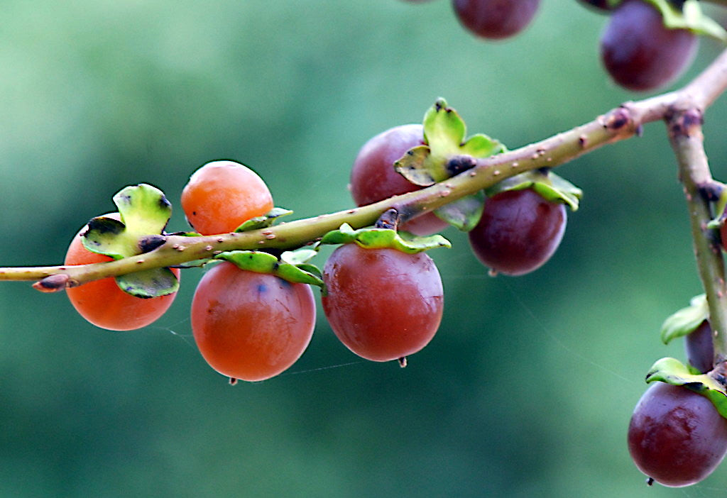 Close-up of date plum persimmons on a branch with a blurred green background