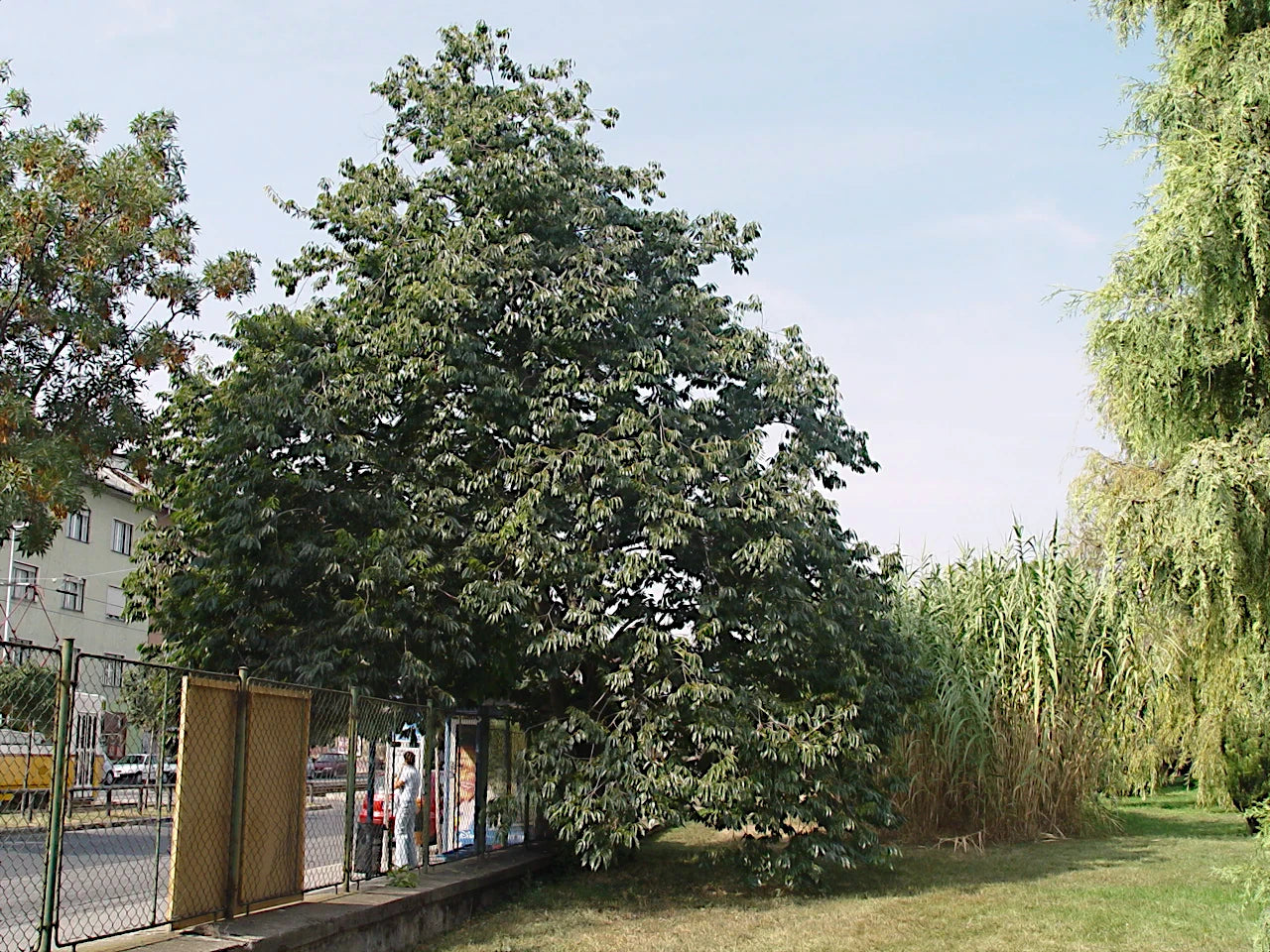 Large Date Plum tree in a park with a building and fence in the background