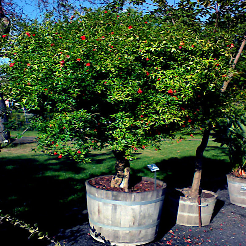 Two potted dwarf pomegranate trees with red fruits in a garden setting