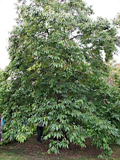 Large Date plum persimmon tree with dense green foliage in a natural setting. (Diospyros lotus)