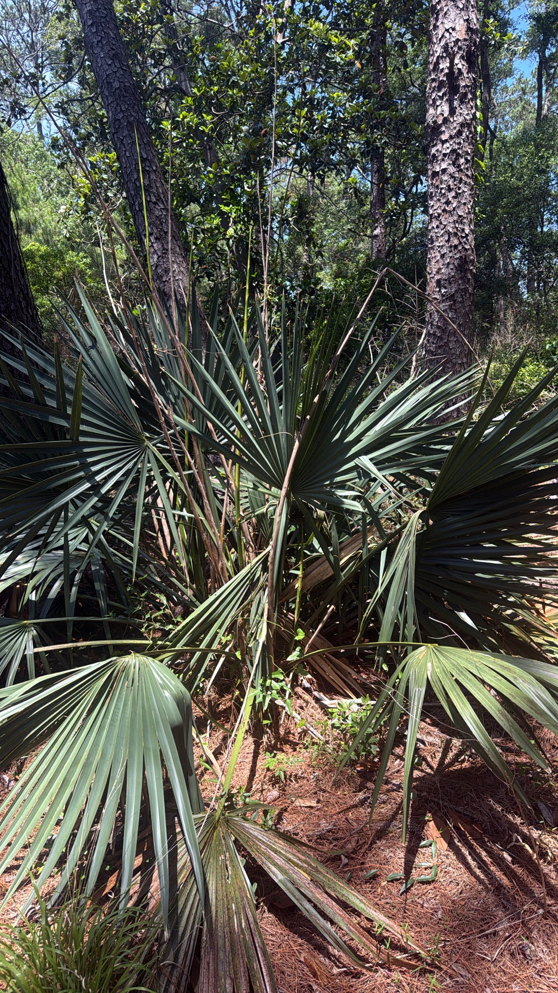 Dwarf Palmetto Palm tree in a forest setting with trees and foliage around
