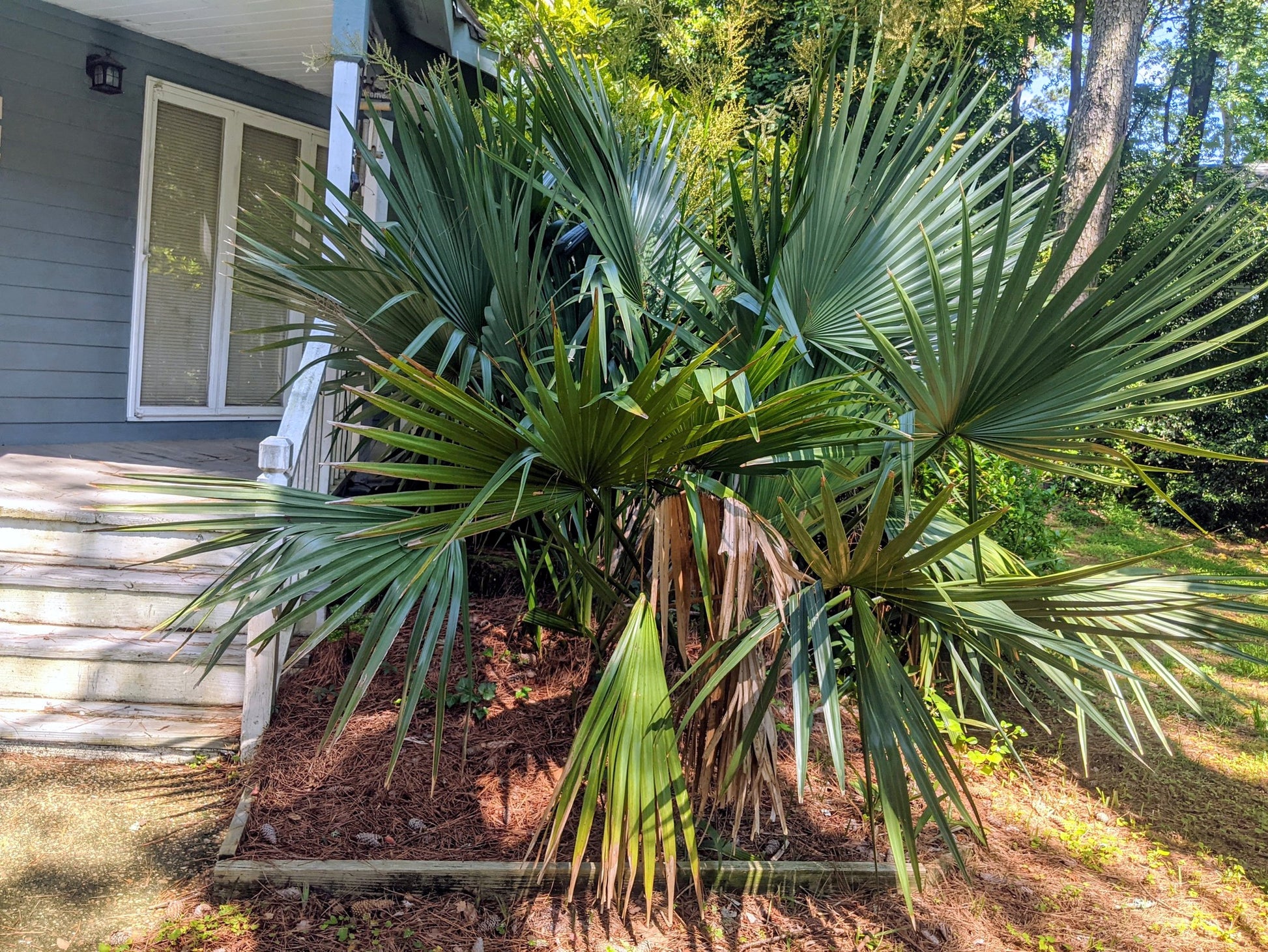 Dwarf Palmetto Palm trees in a garden area with a house in the background