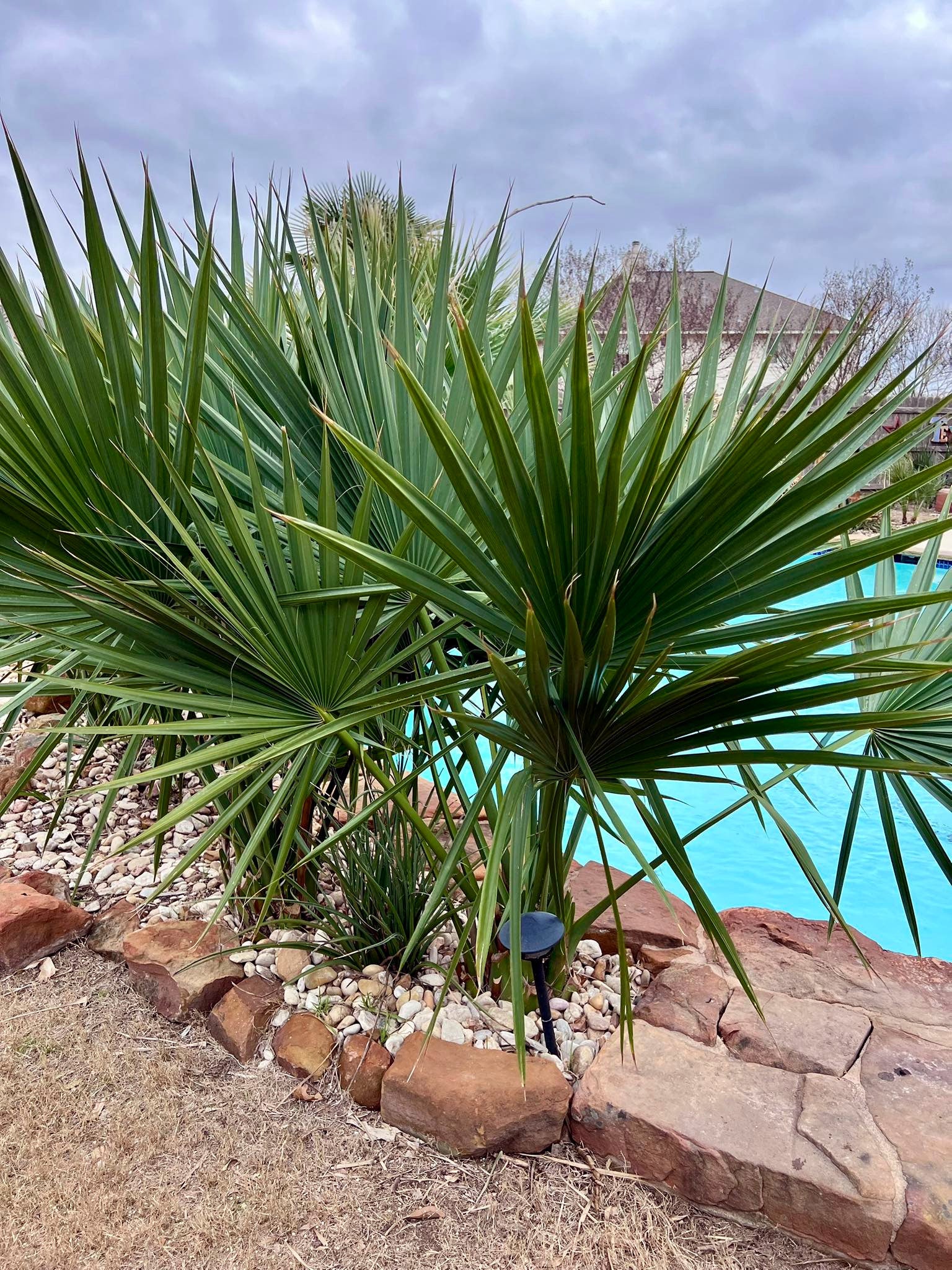 Dwarf Palmetto Palm tree by a pool with a cloudy sky. (Sabal minor)