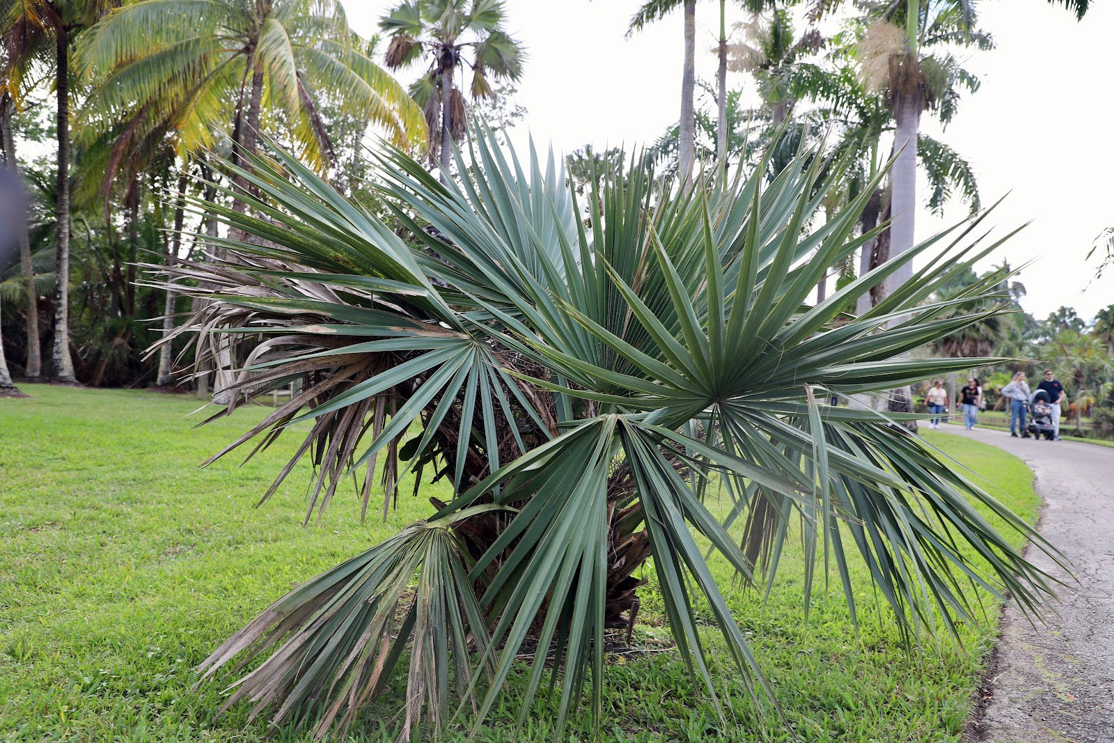 Large Dwarf Palmetto palm plant in a garden setting with other trees and people in the background. (Sabal minor)