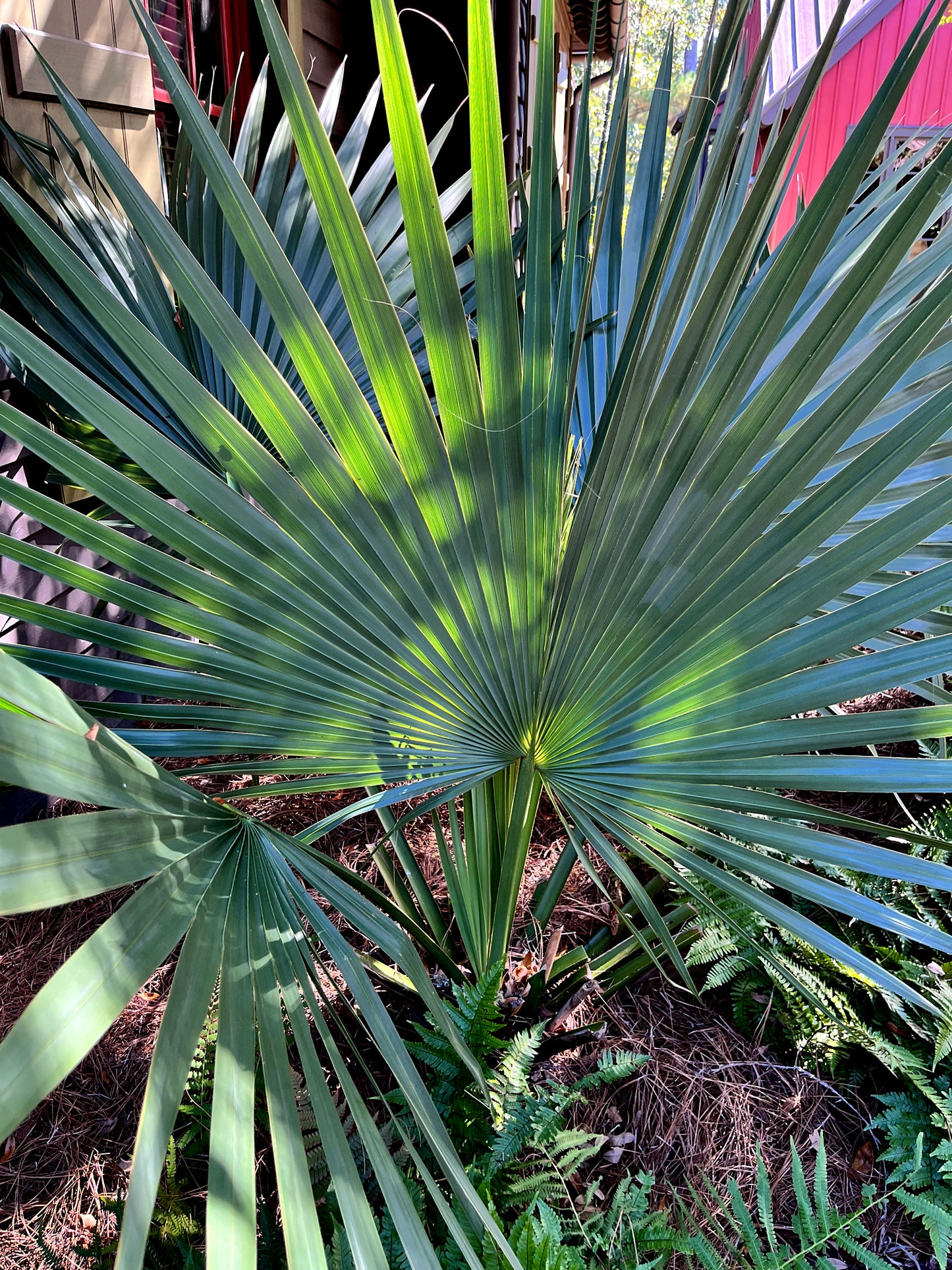 Close-up of a Dwarf Palmetto palm tree leaf with a blurred background. (Sabal minor)