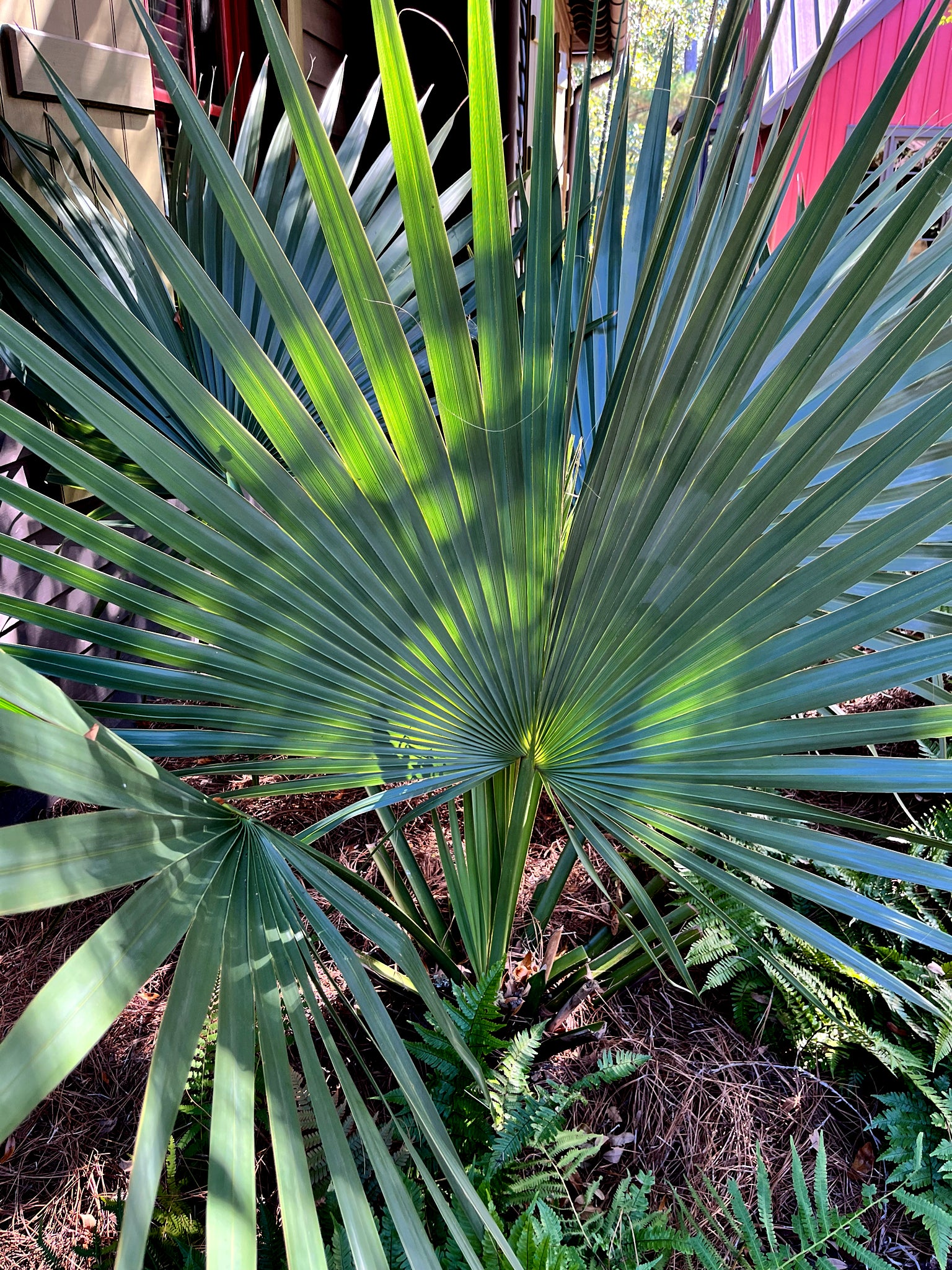Close-up of a Dwarf Palmetto palm tree leaf with a blurred background. (Sabal minor)