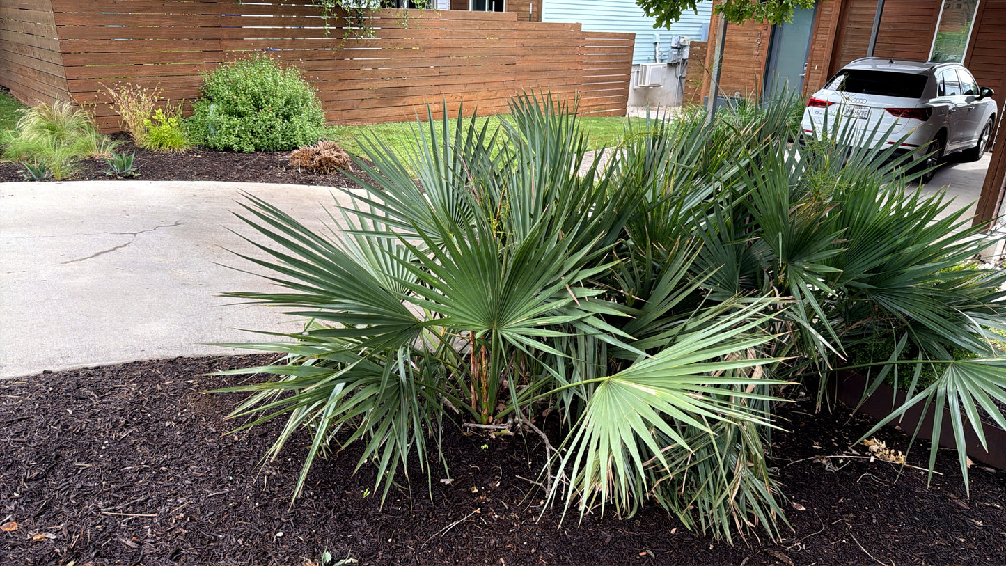Dwarf Palmetto Palm plants in a garden bed with a driveway and car in the background. (Sabal minor)